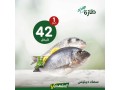 aarod-almshhdaoy-aal-alasmak-altazg-ht-2-8-2023-small-2