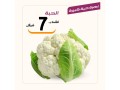 aarod-alyom-4102023-small-9